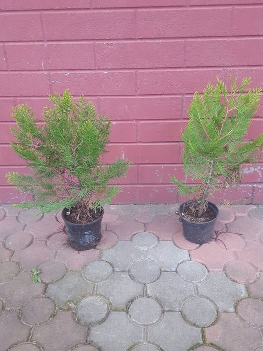 tuja w donicy do 50 cm