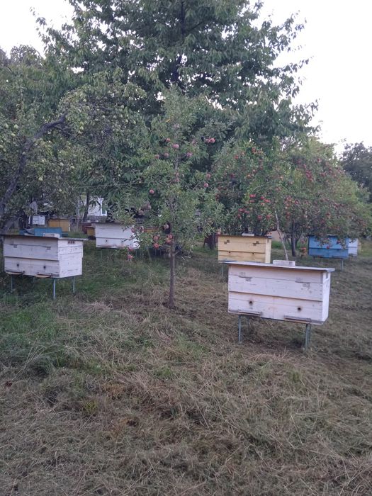 Продам бджолинні сім'ї з вуликами 12 рамкові з двома надставками
