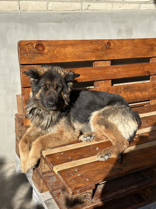 Собака. Овчарка. Длинношерстная немецкая овчарка.