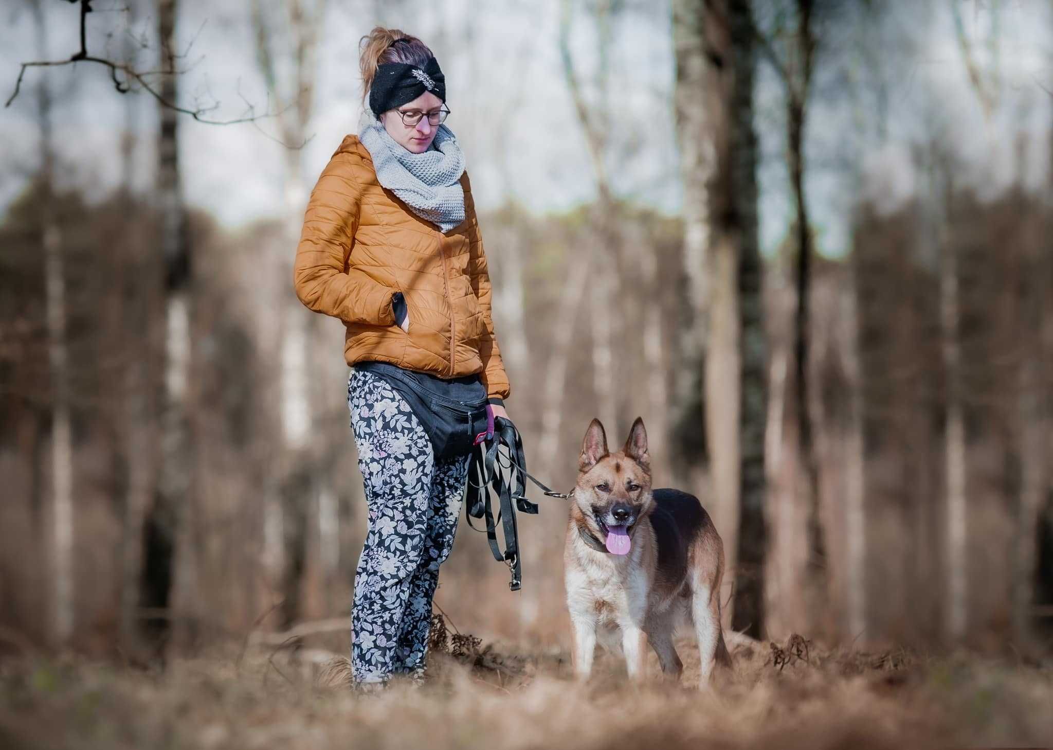 Nori - psiak jak owczarek ADOPCJA