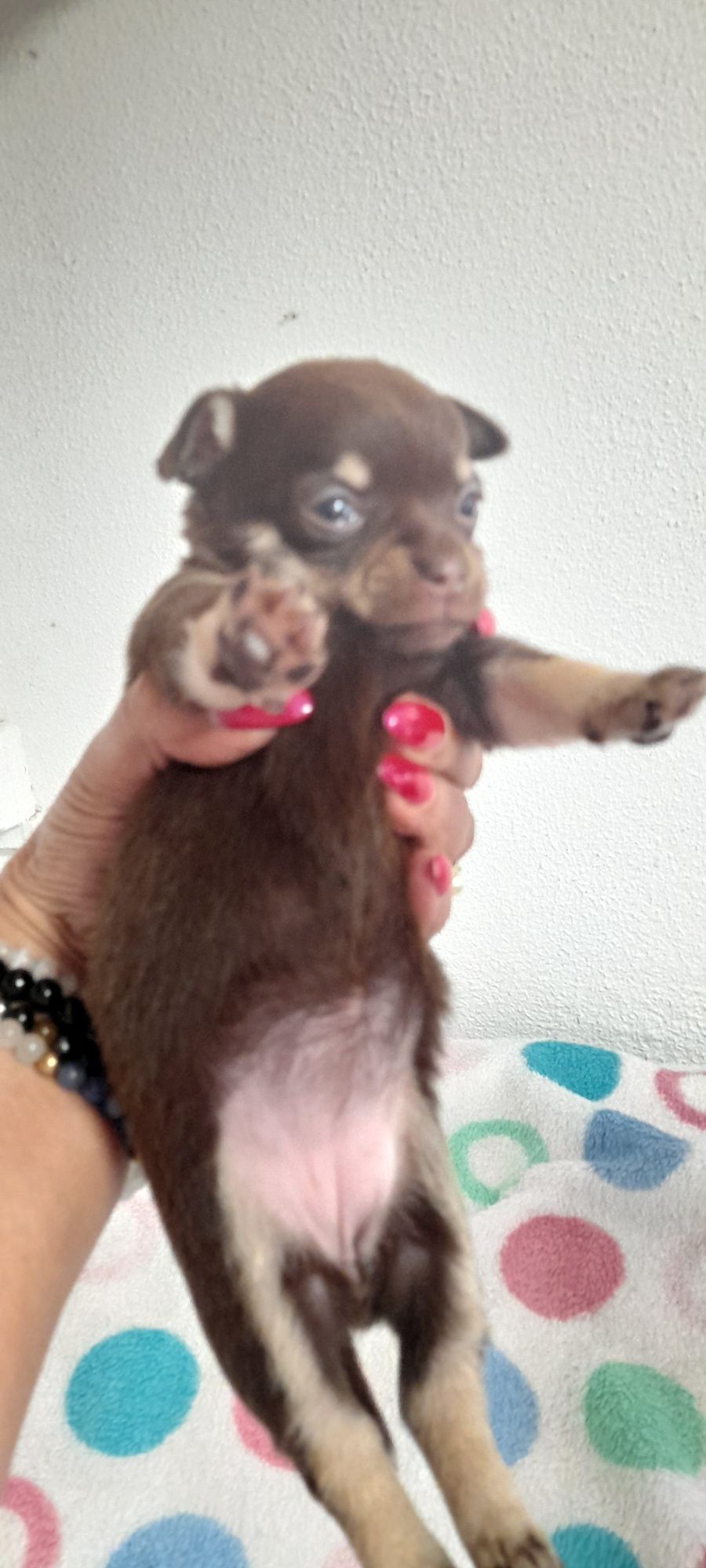 Chihuahua fêmea chocolate