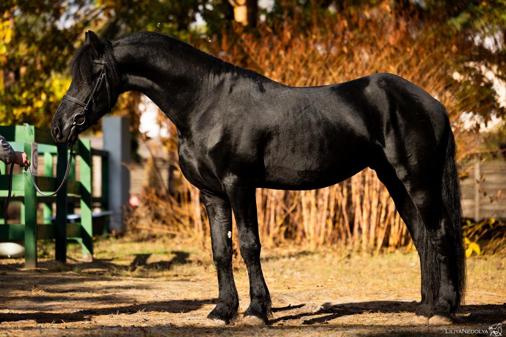 Продам Фризького жеребця,Фриз,Фризкая лошадь