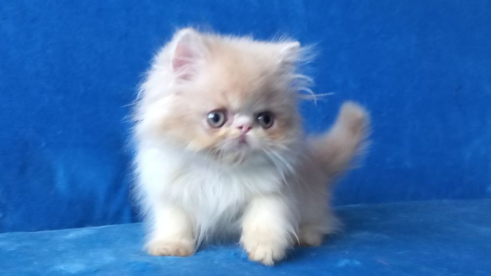 Персидский мальчик