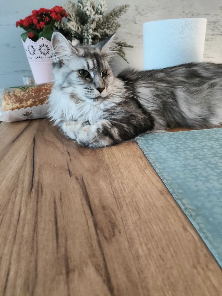 Chanel śliczna kotka Maine Coon do hodowli