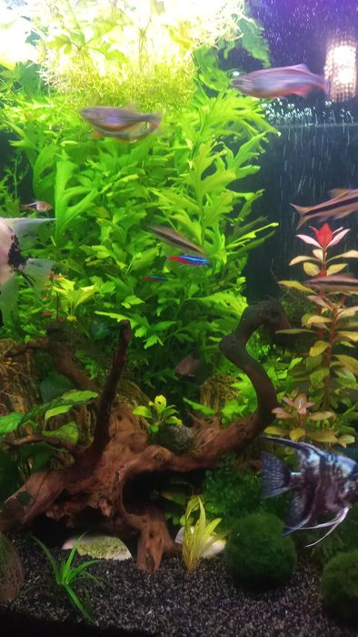 Roślinka do akwarium Paprotnica