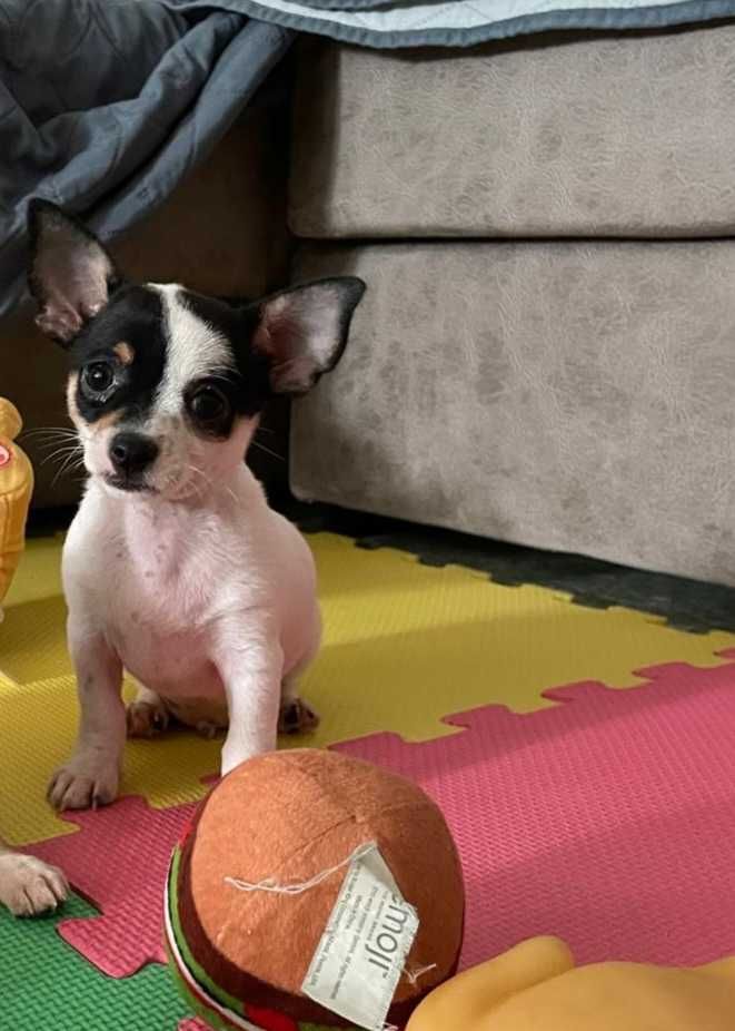 Chihuahua Macho Bebé