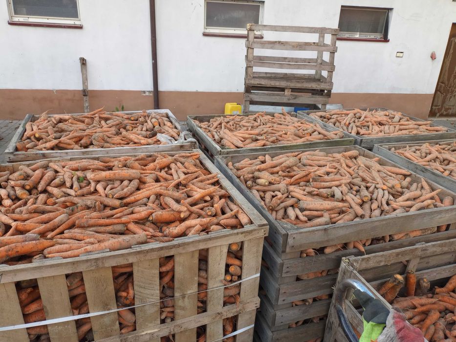 Marchew jadalna za koleją.