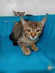 Gatinhos bebés para adoção responsável