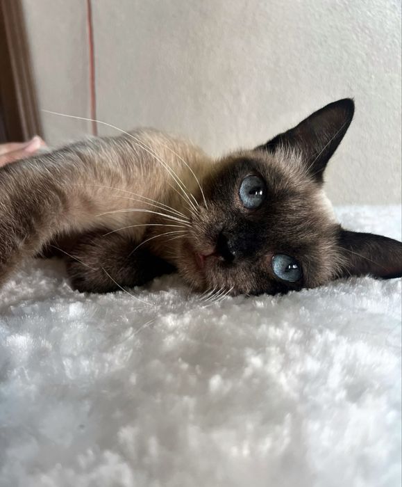 Gatinha para adoção responsável