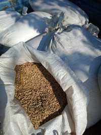 жито зерно врожай цього року 200 кг