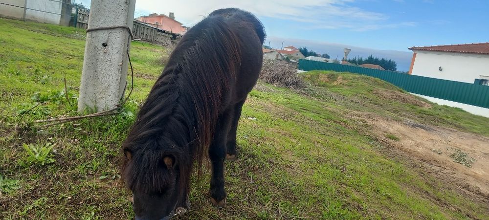 Ponei Preto bem engatado e bem montado  mansinho