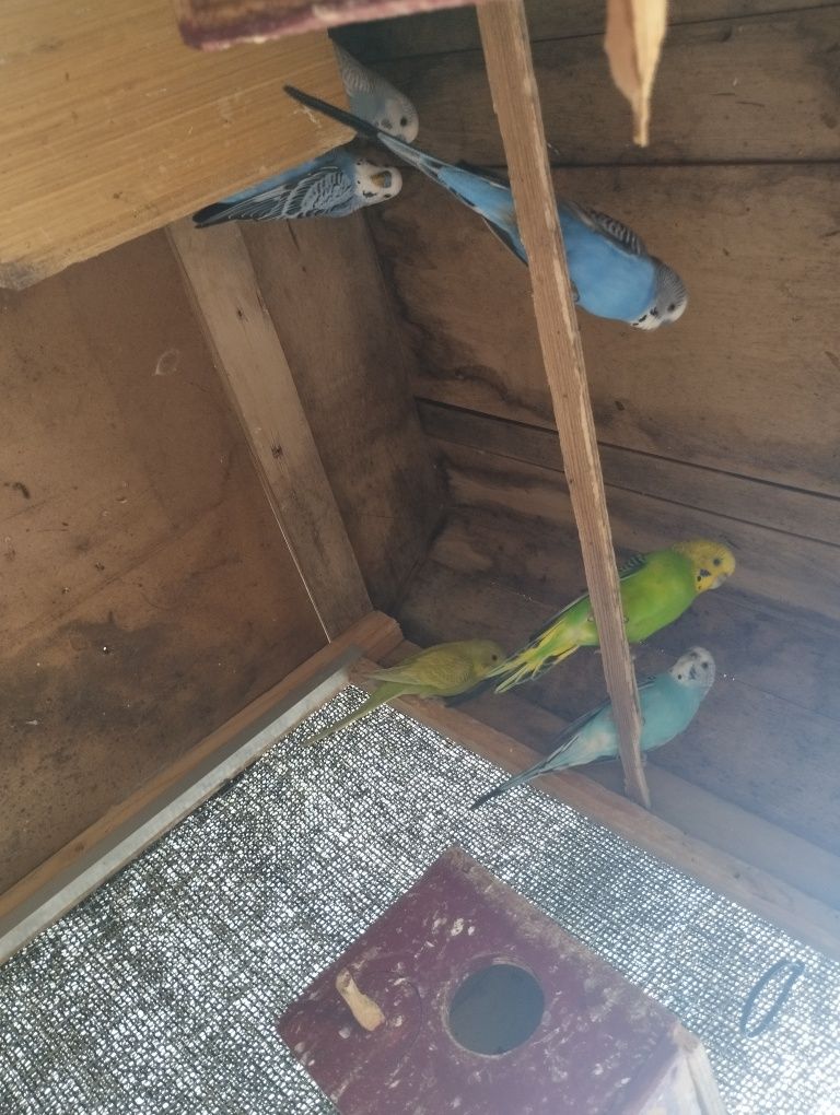 Vendo lote de 8 periquitos