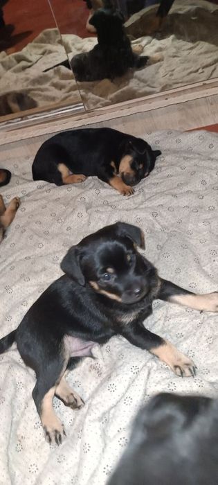 Oddam 1,5 miesięczną suczkę w dobre ręce