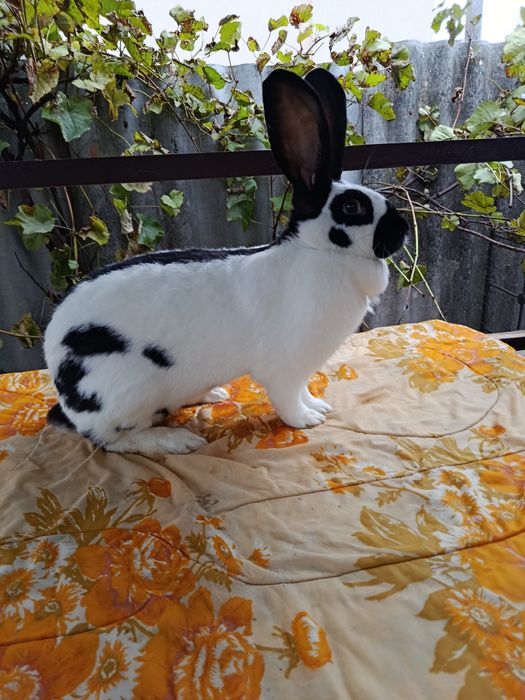 Продам кролі, кролики НСВ