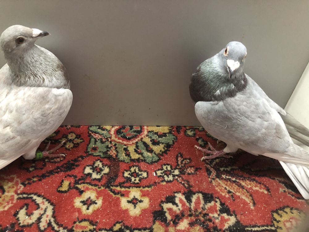 Поштові голуби