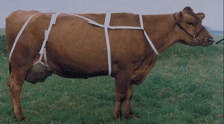 Siatka Na Wymiona Roz. Xl