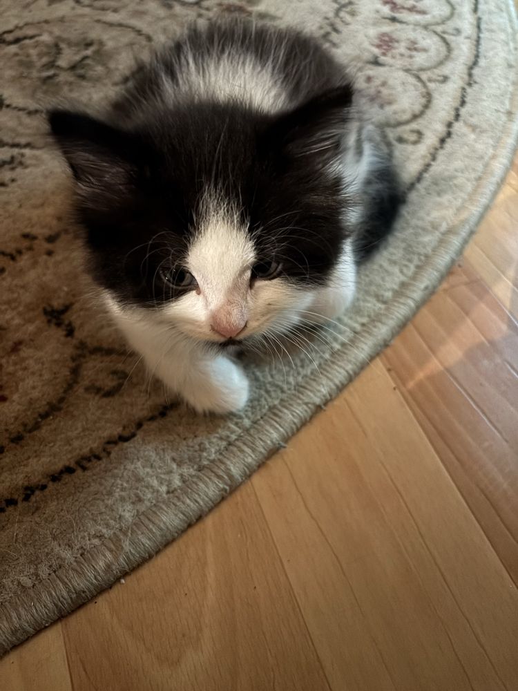 Котята тайской кошки отдаём даром