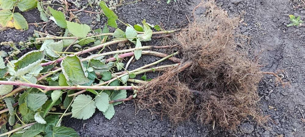 Саджанці малини багато сортів