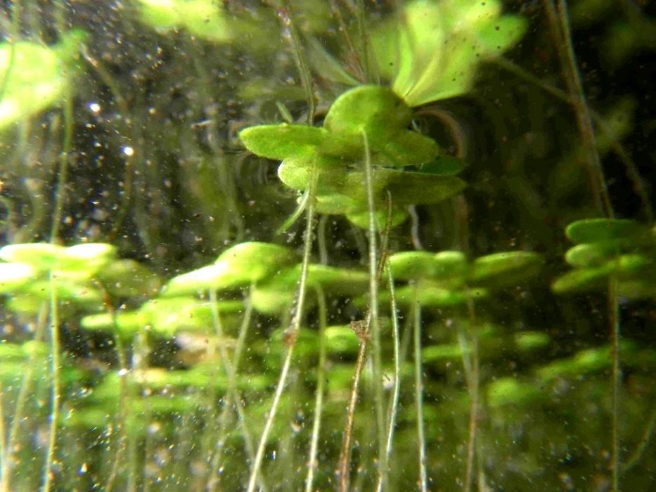 Planta flutuante para aquário ou lago