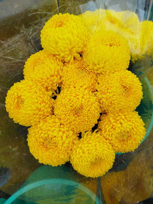 Chryzantemy cięte żółte