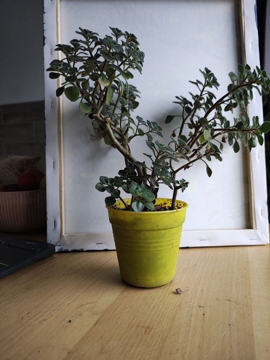 Каланхое, аденіум, аіхризон