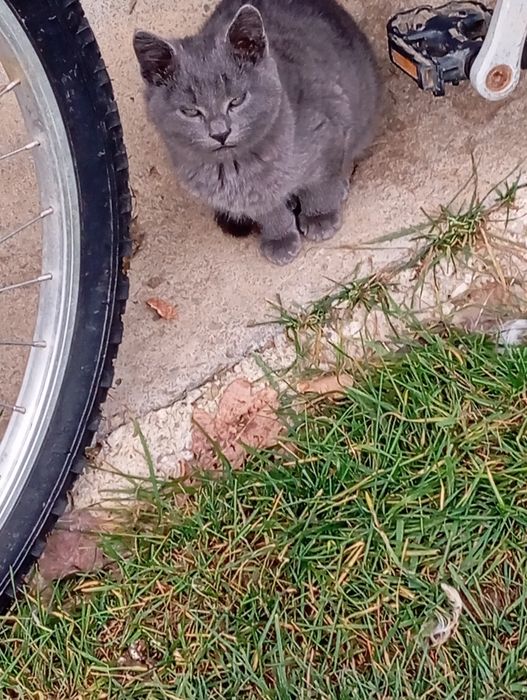 Віддам у добрі руки