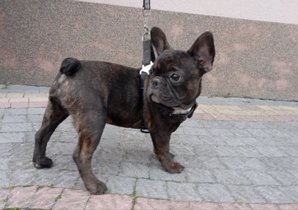 Bulgog Francuski Pies