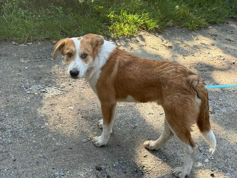 Bąbel- roczny psiak do adopcji