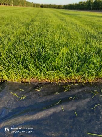 Trawa z rolki  z folii darń trawnik