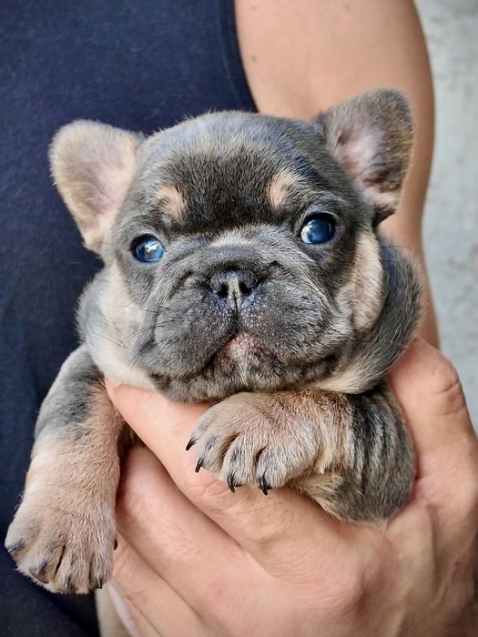 Шикарнюча ДІвчинка