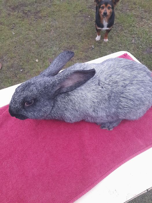 Продаються кролі