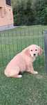 Golden Retriever suczka