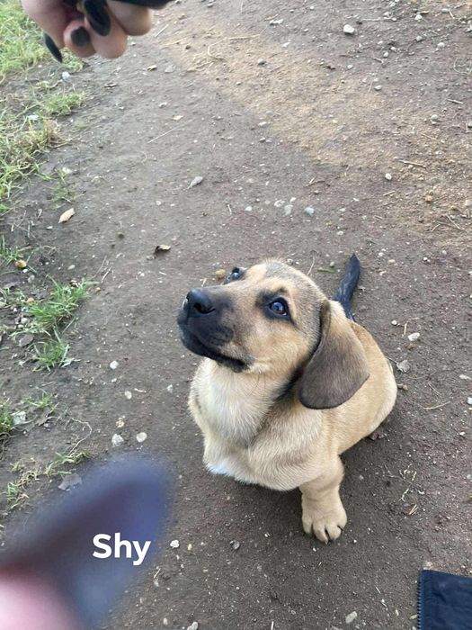 Oddam szczeniaki w typie jamnika