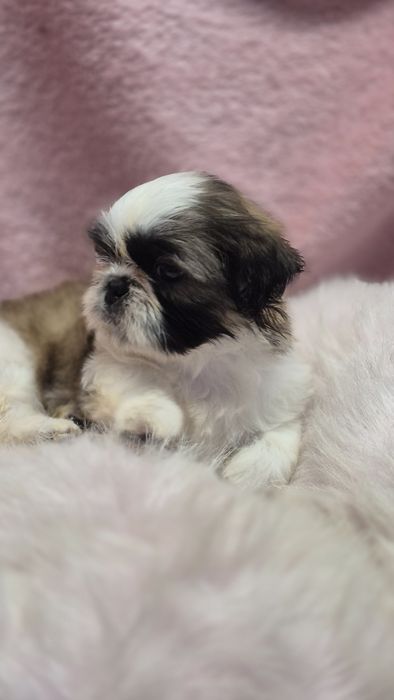 Suczka  Shih Tzu