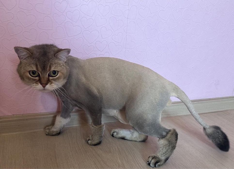 Стрижка собак і котів