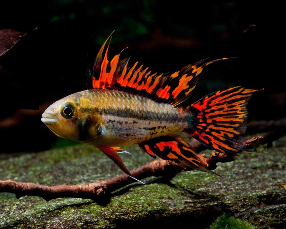 Casais Apistogramma Cacatuoides Double Red 4-5cm