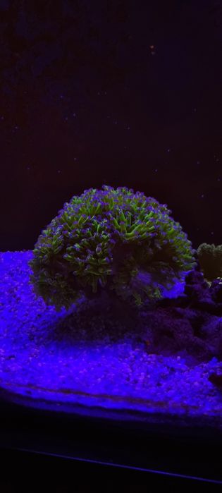 Coral Euphyllia paradivisa