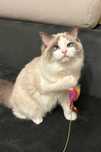 Puchaty kocurek bicolor rasy Ragdoll