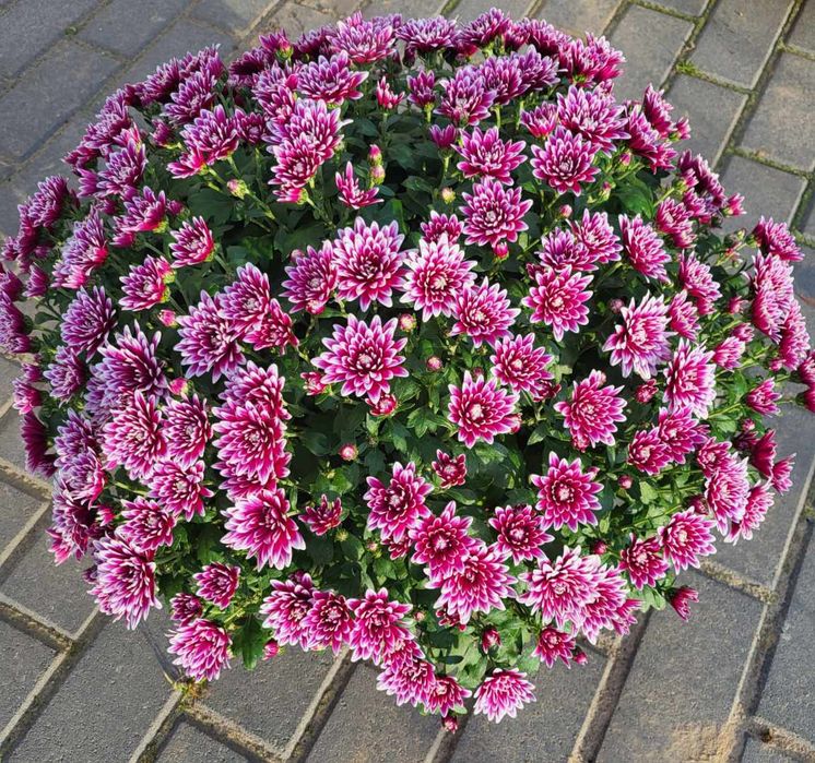 Sprzedam chryzantemy