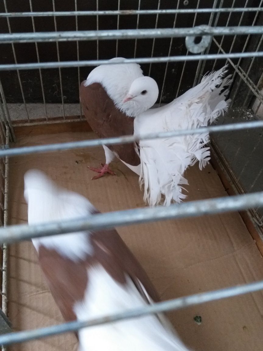 Gołębie ozdobne pawiki