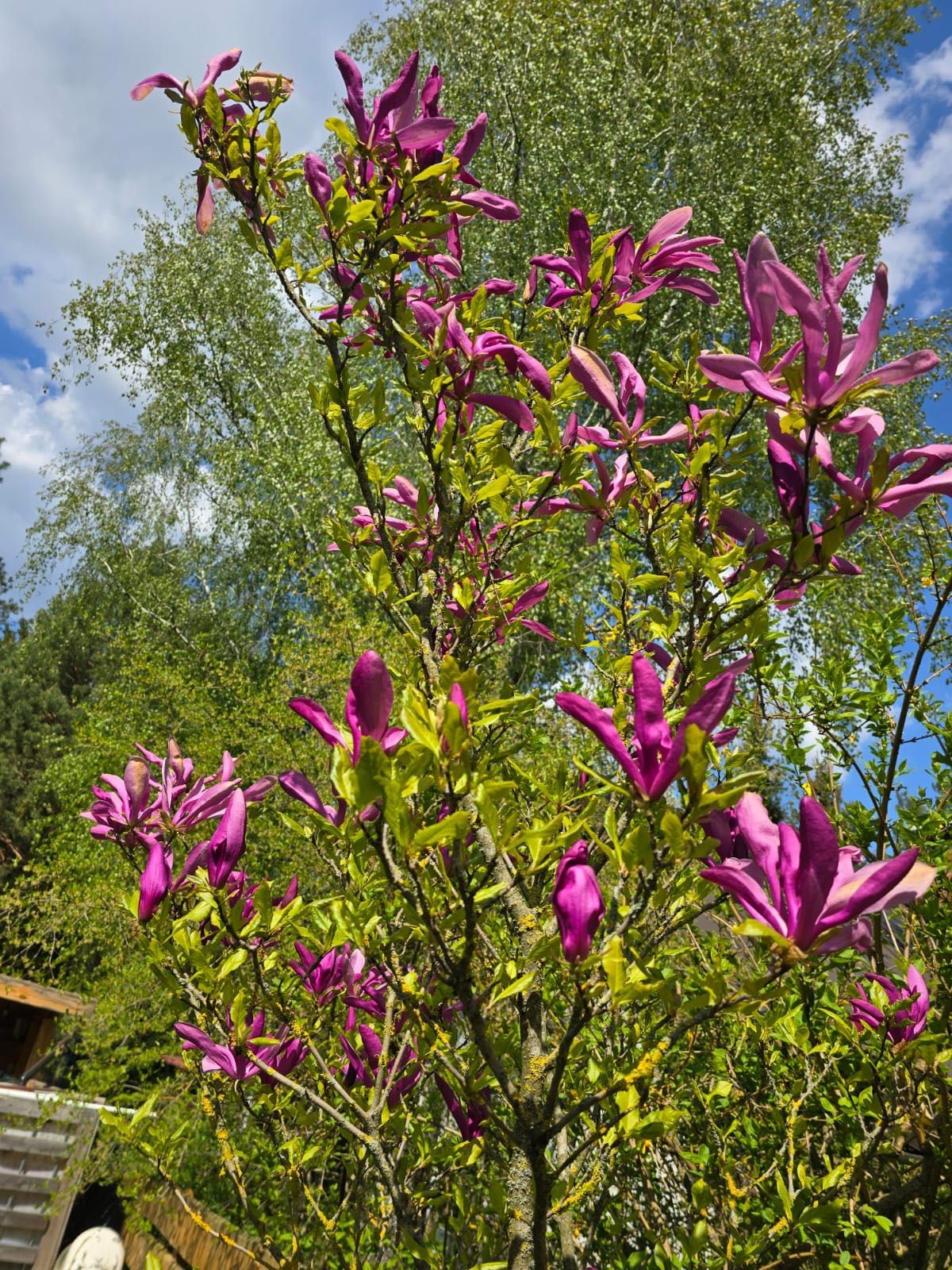 Drzewko magnolia