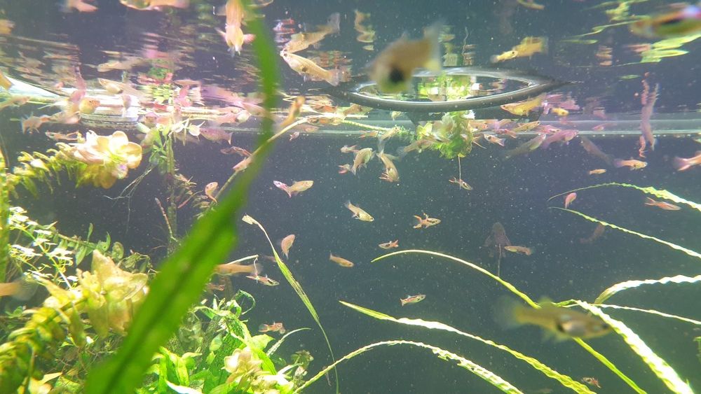 Gupiki endlera prywatne