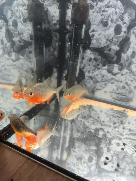 Sprzedam Piranie czerwone PILNE