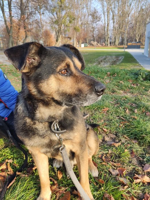 Dzielny Tabs szuka domu