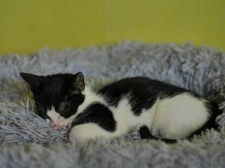Wyjątkowy kociak gotowy do adopcji!
