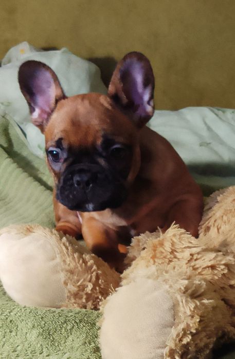 Продам двух цуценя Французького бульдога