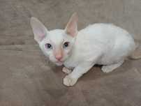 CORNISH REX - Dostępny kocurek o imieniu YAMAL Hodowla: MatiMalwa*PL