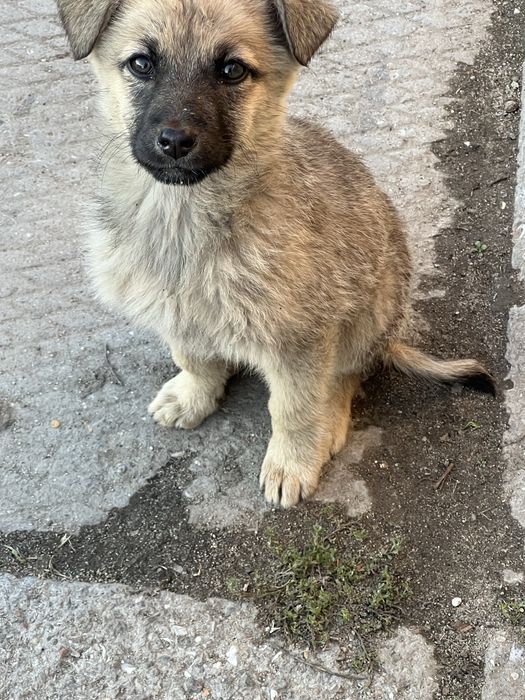 Отдаем щенков, в хорошие руки