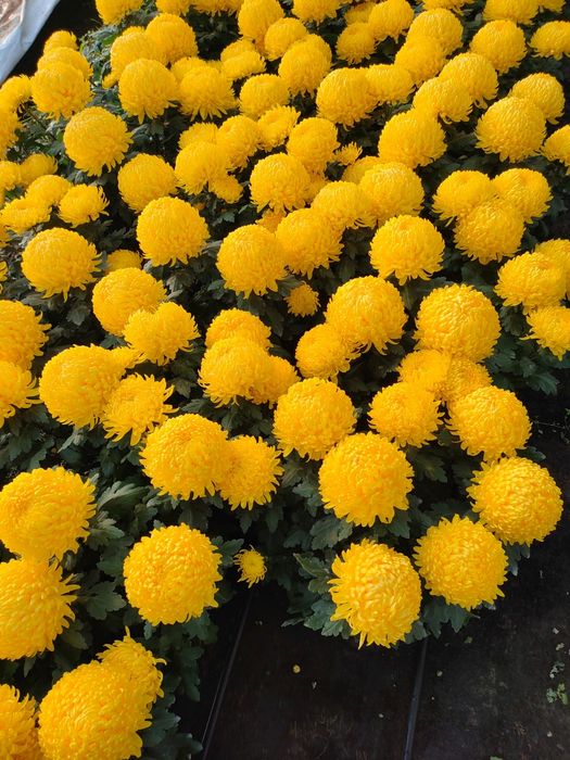 Chryzantemy wielkokwiatowe