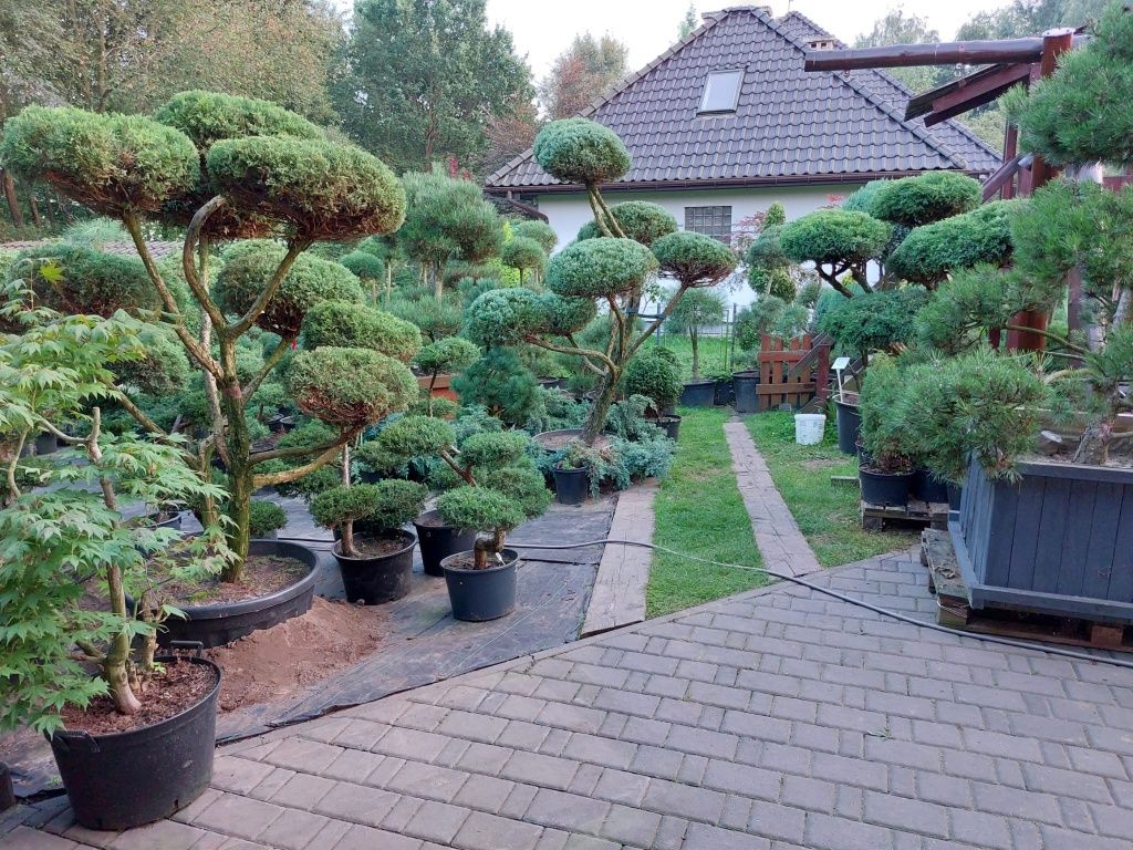 bonsai Rośliny formowane Sosna,swierk,jalowiec